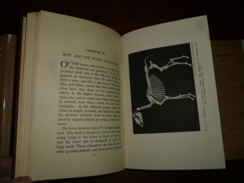 The Evolution of the Horse