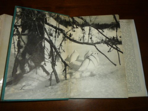 The Wilderness Told Me