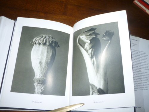 Karl Blossfeldt: The Alphabet of Plants (Masters of the Camera)