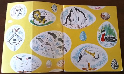 Image for The First Book of Birds (The First Books series) The First Book of Birds (The First Books series)