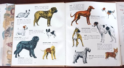 The First Book of Dogs (The First Books series)