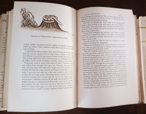 Animal Treasure: A Naturalist in Search of Strange Creatures