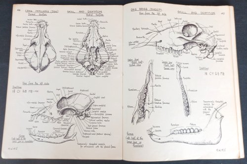 Biological Drawings with Notes: Parts I & II