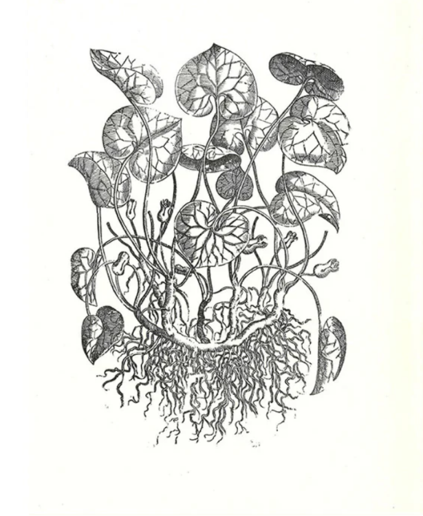 MATTIOLI'S HERBAL, A short account of its Illustrations, with a print from an original woodblock. 1 of 350 copies. NEW