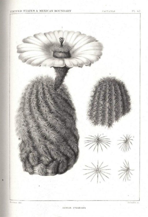 United States and Mexican Boundary Survey; Cactaceae of the Boundary