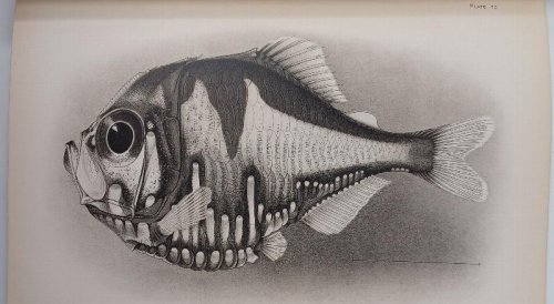 Deep-Sea Fishes of the Hawaiian Islands - The Aquatic Resources of the Hawaiian Islands
