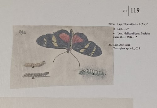 Leningrad Book of Notes and Studies - Butterflies, Beetles and other Insects. - 280 watercolors, 2 vol