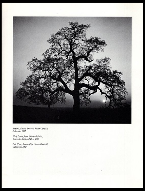 Celebrating the American Earth: A Tribute to Ansel Adams