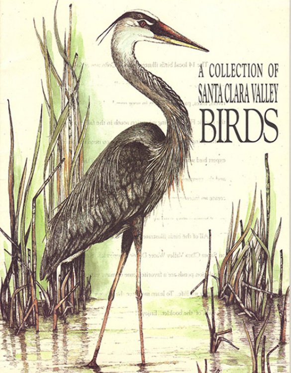 A Collection of Santa Clara Valley Birds
