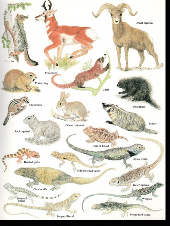 Wildlife of Cactus and Canyon Country