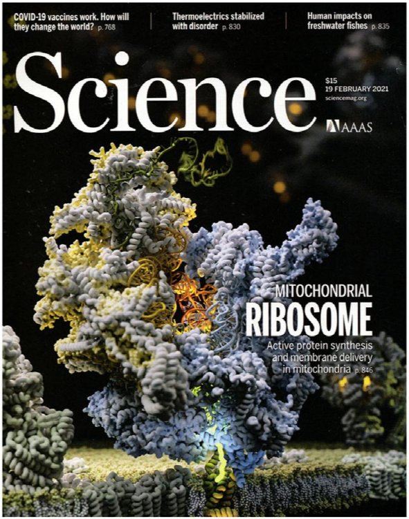 Science Magazine: Mitochondrial Ribosome (19 February 2021)