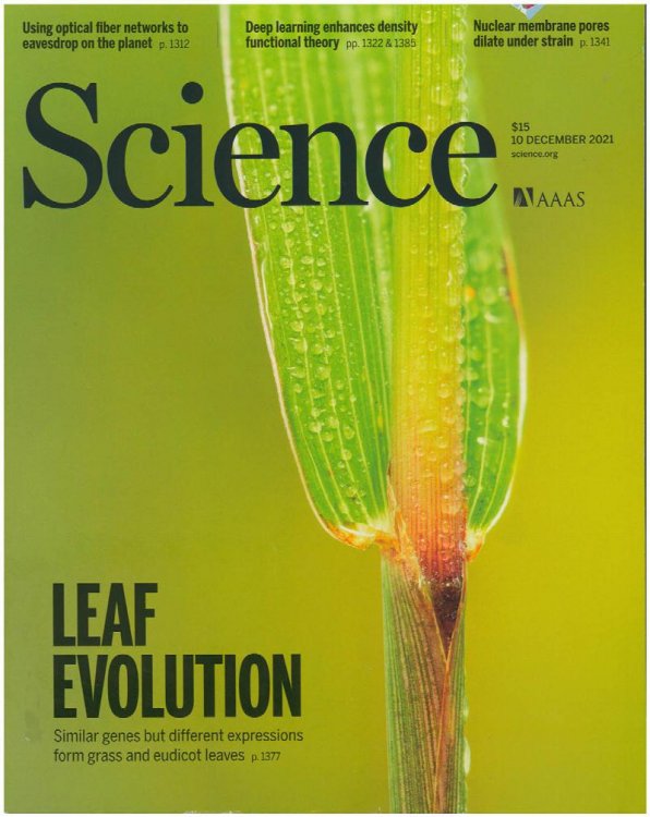 Science Magazine: Leaf Evolution (10 December 2021, Vol. 374, No. 6573)