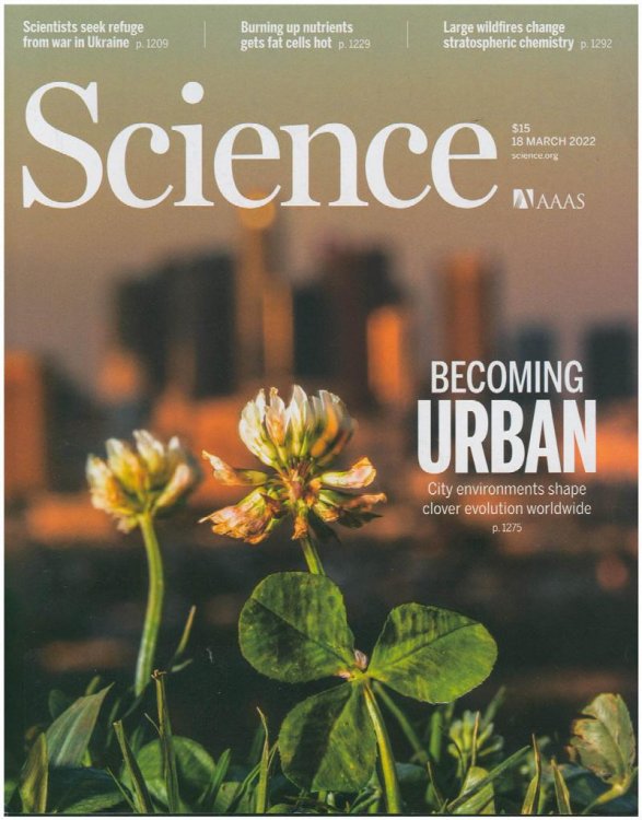 Science Magazine: Becoming Urban: City Environments shape clover evolution worldwide (18 March 2022, Vol. 375, No 6586)