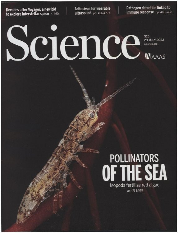 Science Magazine: Features Pollinators of the Sea: Isopods Fertilize Red Algae (29 July 2022)