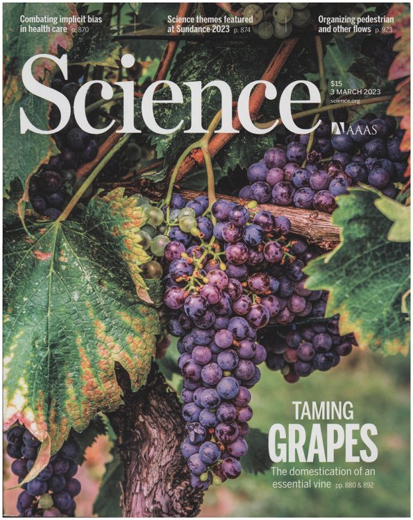 Science Magazine: Taming Grapes, The domestication of an essential vine (3 March 2023)