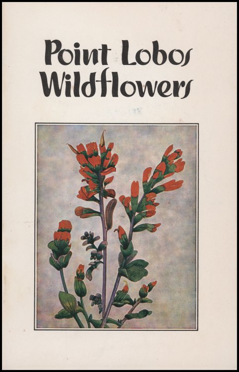 Point Lobos Wildflowers