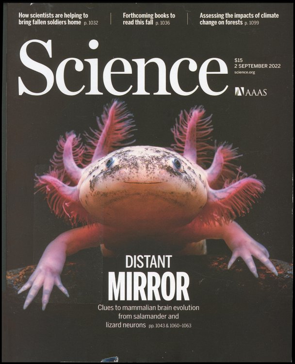 Science Magazine: Mammalian Brain Evolution (2 September 2022)S