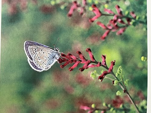 Microcosmos: The Invisible World of Insects