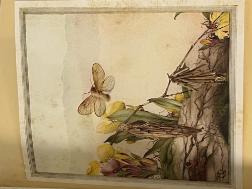 Fabre's Book of Insects
