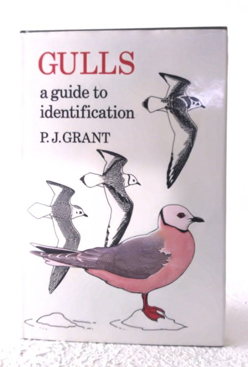 Gulls: a guide to identification