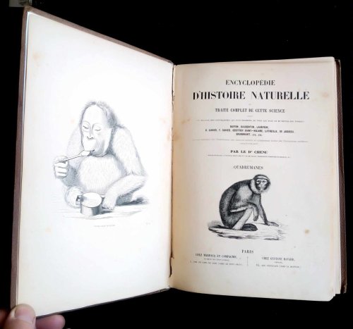 Encyclopedia d'Histoire Naturelle: traite complet de cette science d'apres les travaux des naturalistes les plus eminents de tous les pays et de toutes les epoques Buffon, Daubenton, Lacepede, G. Cuvier, F. Cuvier, Geoffroy Saint-Hilaire, Latreille, de Jussieu, Brongniart, etc., etc.: Quadrumanes