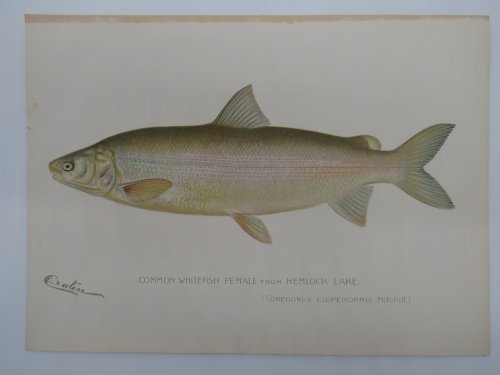 COMMON WHITEFISH FEMALE COLOR CHROMOLITHOGRAPHIC FISH PLATE C 1900 BARNET H. DENTON