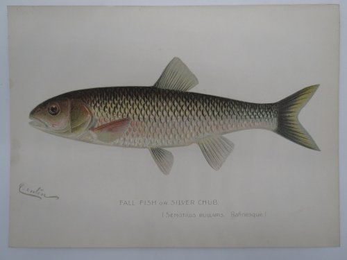 FALL FISH OR SILVER CHUB COLOR CHROMOLITHOGRAPHIC FISH PLATE BY BARNET H. DENTON