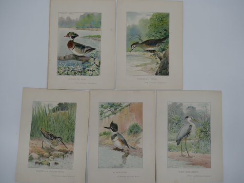 5 BIRD & DUCK CHROMOLITHOGRAPHIC PLATES BY J. L. RIDGWAY Great Blue Heron; Kingfisher; Wilson's or English Snipe; Woodduck Male; Woodduck Female