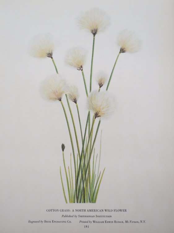 VINTAGE COTTON GRASS WILDFLOWER COLOR ENGRAVING PRINT