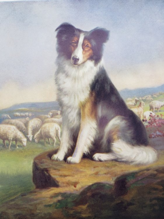 VINTAGE VIGILANCE COLLIE DOG & SHEEP COLOR PRINT