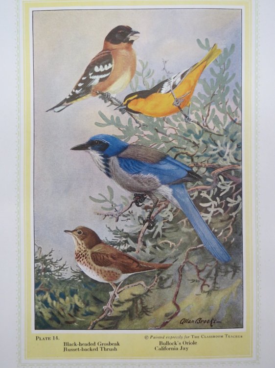 VINTAGE GROSBEAK, THRUSH, ORIOLE, JAY BIRDS COLOR PRINT