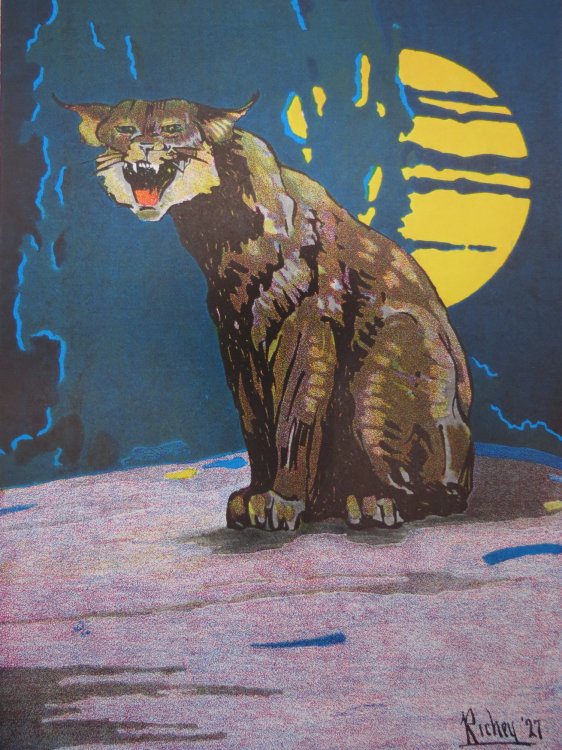 VINTAGE BOBCAT MOUNTAIN LION COLOR PRINT