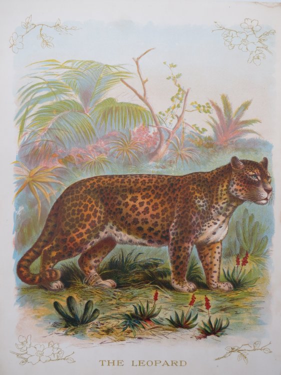 ANTIQUE ORIGINAL 1902 LEOPARD COLOR CHROMOLITHOGRAPH PRINT 9.5