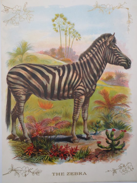 ANTIQUE ORIGINAL 1902 ZEBRA COLOR CHROMOLITHOGRAPH PRINT 9.5