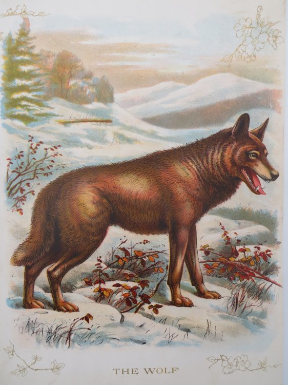 ANTIQUE ORIGINAL 1902 WOLF COLOR CHROMOLITHOGRAPH PRINT 9.5