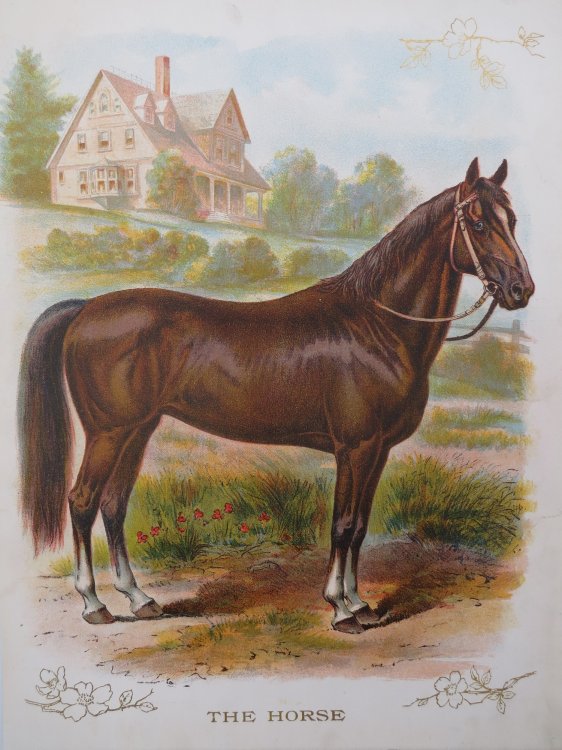 ANTIQUE ORIGINAL 1902 HORSE COLOR CHROMOLITHOGRAPH PRINT 9.5