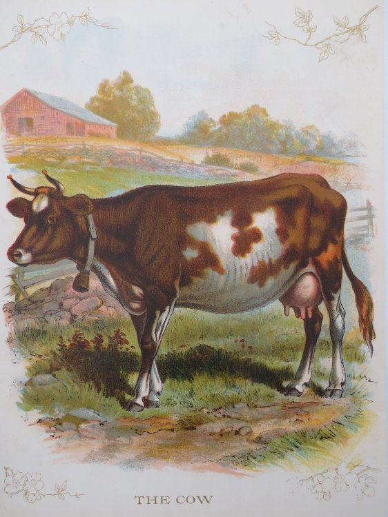 ANTIQUE ORIGINAL 1902 COW COLOR CHROMOLITHOGRAPH PRINT 9.5