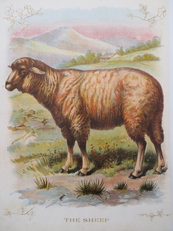 ANTIQUE ORIGINAL 1902 SHEEP COLOR CHROMOLITHOGRAPH PRINT 9.5