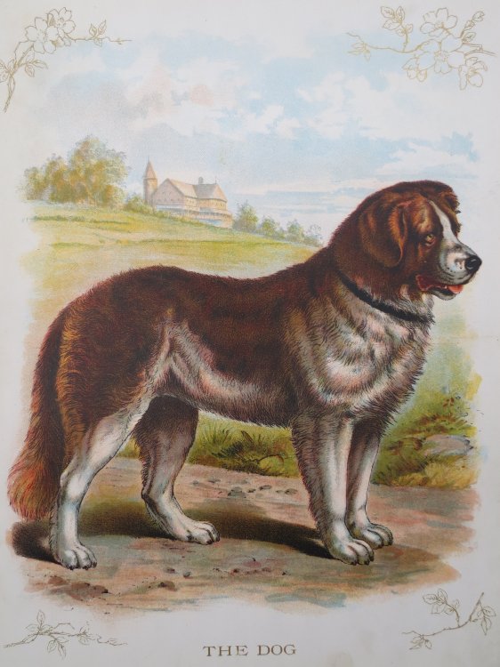 ANTIQUE ORIGINAL 1902 DOG COLOR CHROMOLITHOGRAPH PRINT 9.5