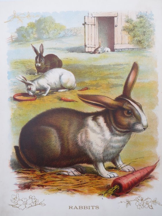 ANTIQUE ORIGINAL 1902 RABBITS COLOR CHROMOLITHOGRAPH PRINT 9.5