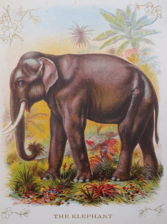 ANTIQUE ORIGINAL 1902 ELEPHANT COLOR CHROMOLITHOGRAPH PRINT 9.5