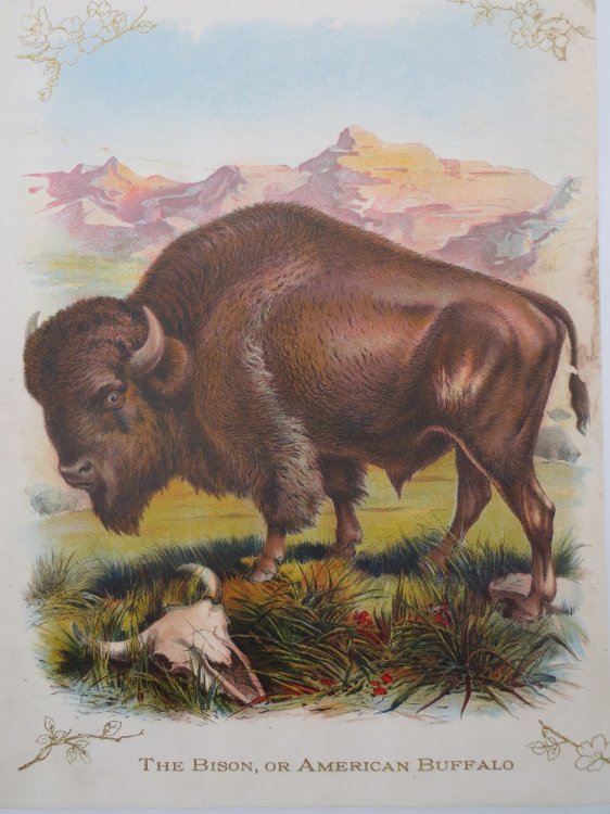 ANTIQUE ORIGINAL 1902 BUFFALO COLOR CHROMOLITHOGRAPH PRINT 9.5
