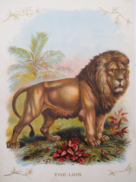 ANTIQUE ORIGINAL 1902 LION COLOR CHROMOLITHOGRAPH PRINT 9.5