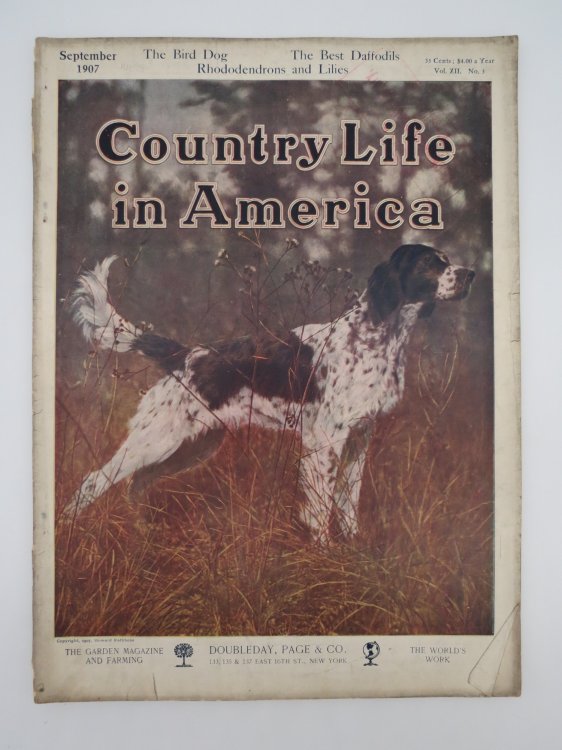 COUNTRY LIFE IN AMERICA MAGAZINE, SEPTEMBER 1907 (BIRD DOG; BEST DAFFODILS, RHODODENDROMS, LILIES)