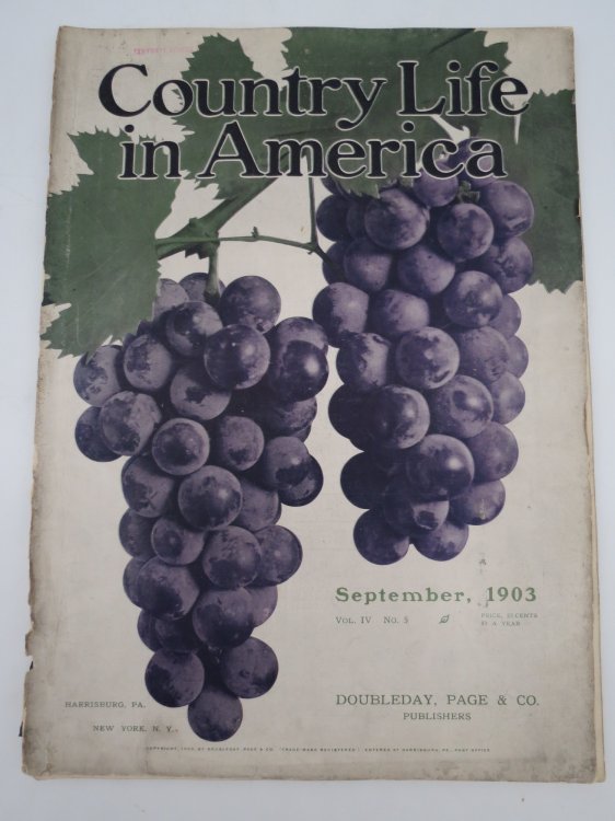 COUNTRY LIFE IN AMERICA MAGAZINE, SEPTEMBER 1903 (SHORE BIRDS; PHEASANT COLLECTING)