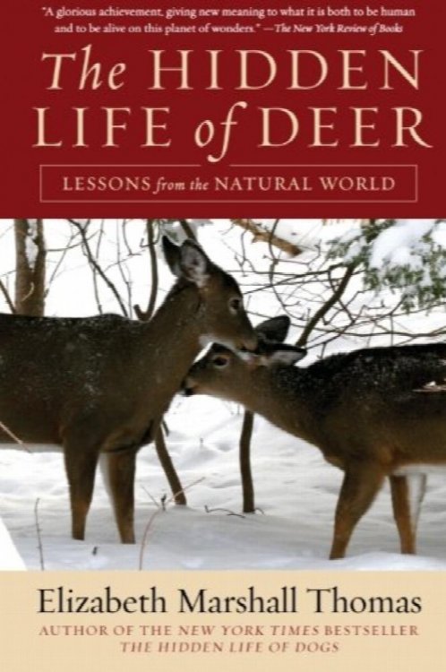The Hidden Life of Deer: Lessons from the Natural World