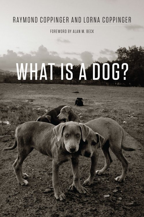 What Is A Dog