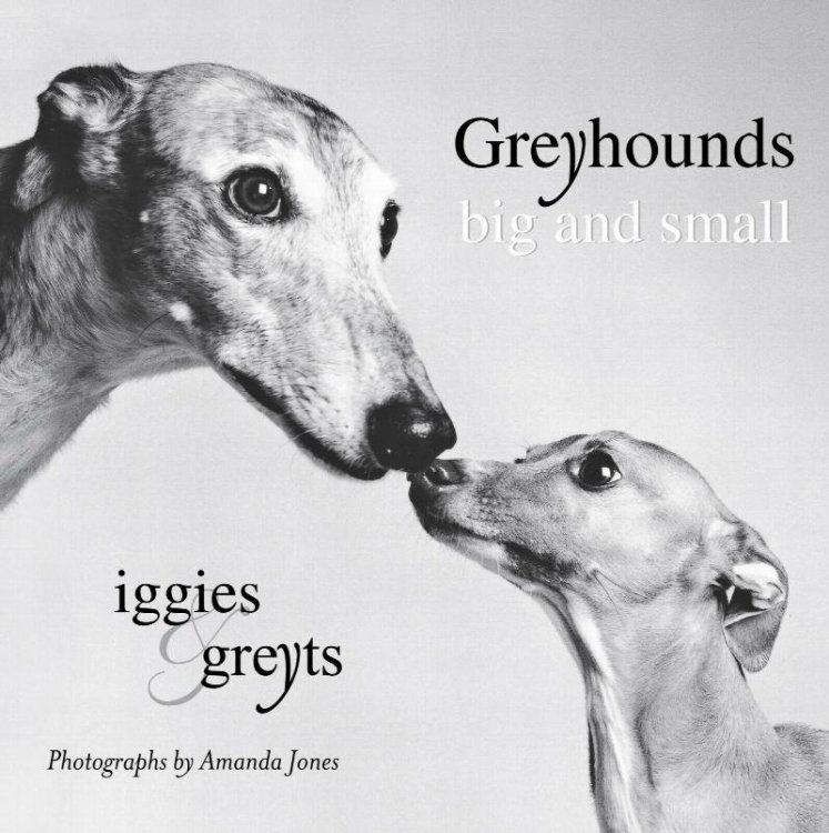 Greyhounds Big and Small : Iggies and Greyts