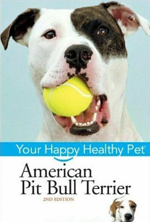 American Pit Bull Terrier