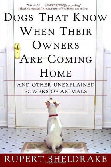 Dogs That Know When Their Owners Are Coming Home